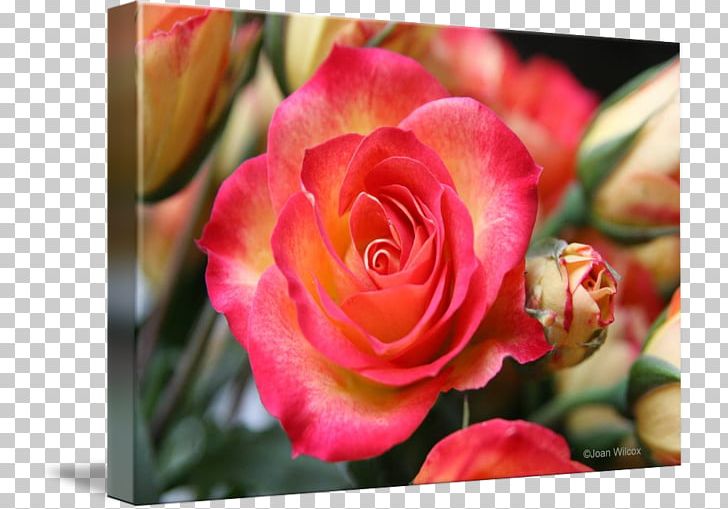 Centifolia Roses Garden Roses Flower Pink Petal PNG, Clipart, Bud, Celebrities, Centifolia Roses, Closeup, Cut Flowers Free PNG Download