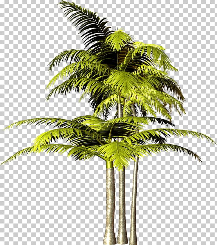 Tree Arecaceae Plant PNG, Clipart, Arecaceae, Arecales, Attalea Speciosa, Borassus Flabellifer, Coconut Free PNG Download