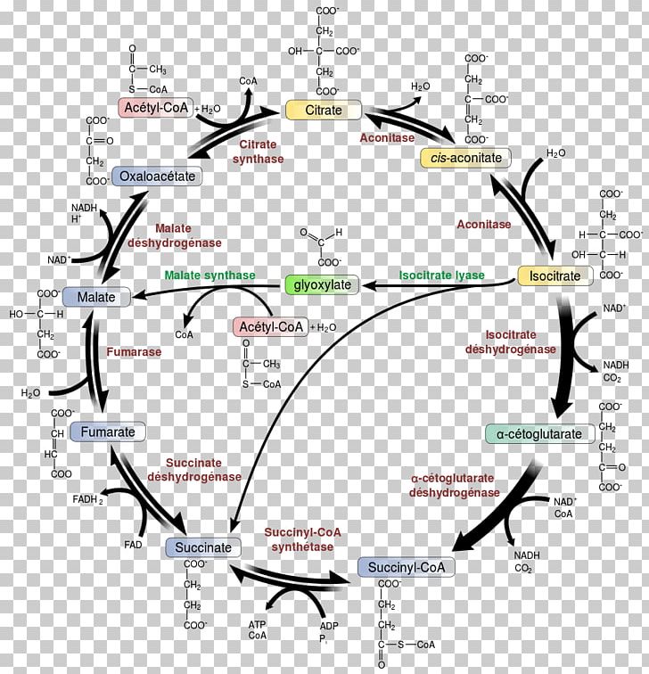 Citric Acid Cycle Glyoxylate Cycle Glycolysis Biochemistry PNG, Clipart, Anabolism, Angle, Area, Biochemistry, Biology Free PNG Download