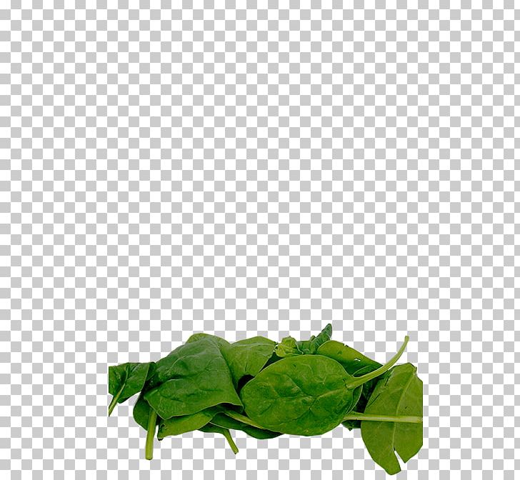 Leaf Vegetable Herb PNG, Clipart, Green, Herb, Leaf, Leaf Vegetable, Plant Free PNG Download