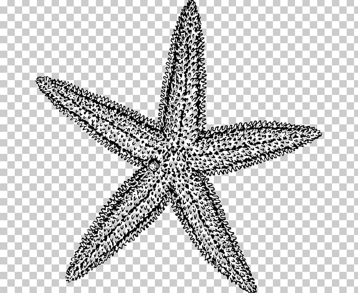 Starfish Drawing PNG, Clipart, Animals, Black And White, Body Jewelry, Color, Coloring Book Free PNG Download