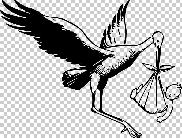 White Stork Drawing PNG, Clipart, Animals, Art, Artwork, Bird, Cranberries Free PNG Download