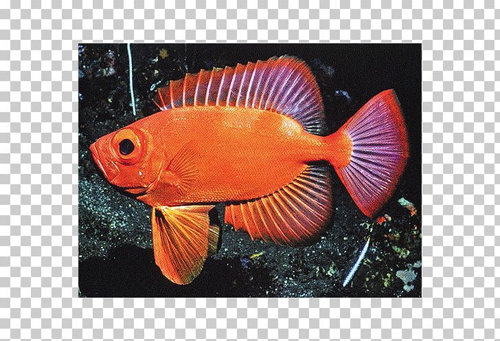 Aquariums Marine Biology Coral Reef Fish Fauna PNG, Clipart, Aquarium, Aquariums, Below, Biology, Bullseye Free PNG Download