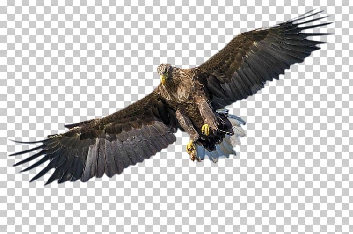 Bird Of Prey Bald Eagle PNG, Clipart, Accipitriformes, Animals, Bald Eagle, Beak, Bird Free PNG Download