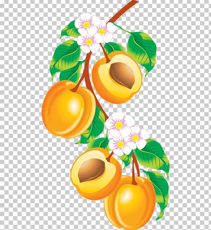 Fruit PNG, Clipart, Apricot, Citrus, Computer Icons, Download, Drawing Free PNG Download