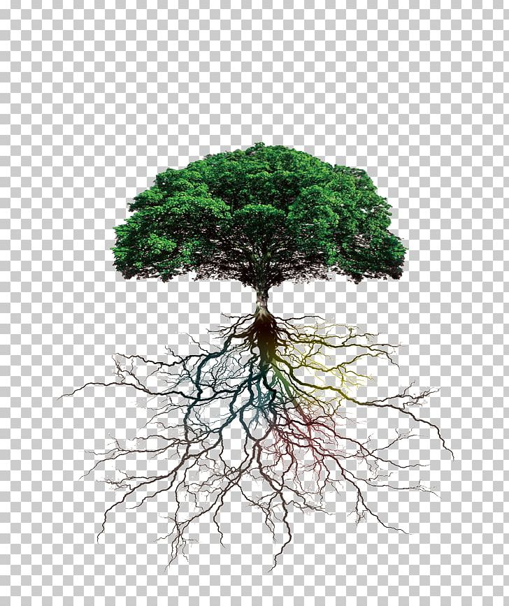 Tree Rooting Branch PNG, Clipart, Bonsai, Branch, Computer Icons, Curtain, Decorative Patterns Free PNG Download