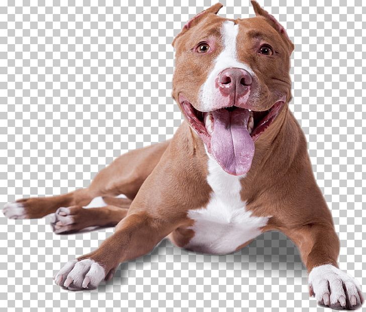 Dogs PNG, Clipart, Dogs Free PNG Download