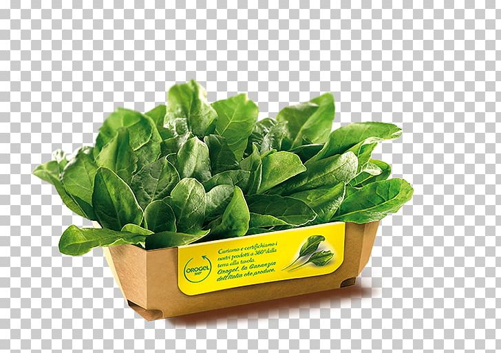 Spinach Chard Cruciferous Vegetables Quiche PNG, Clipart, Affogato, Basil, Chard, Cruciferous Vegetables, Dish Free PNG Download