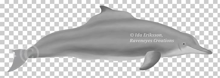 Striped Dolphin Common Bottlenose Dolphin Short-beaked Common Dolphin Rough-toothed Dolphin Tucuxi PNG, Clipart, Bottlenose Dolphin, Cetacea, Fauna, Mammal, Marine Biology Free PNG Download