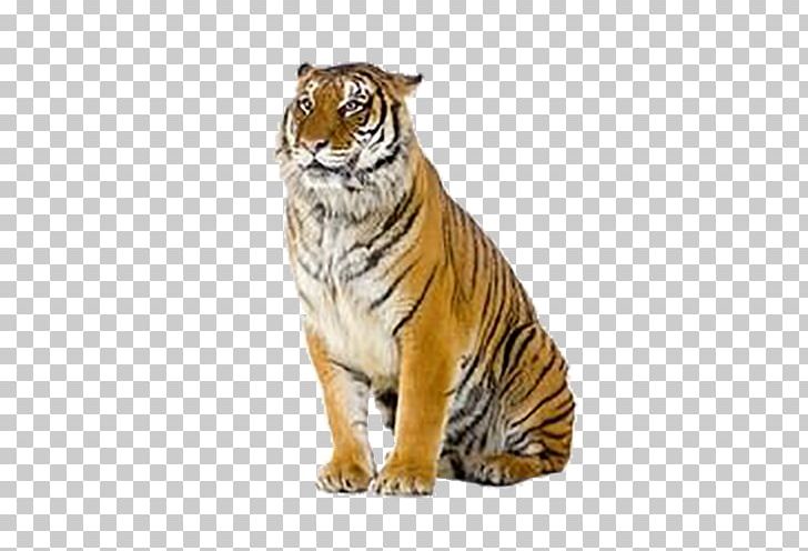 Tiger Stock Photography PNG, Clipart, Animals, Big Cats, Carnivoran, Cat Like Mammal, Download Free PNG Download