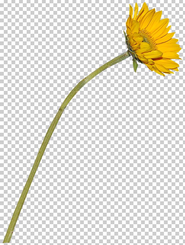 Common Sunflower Transvaal Daisy PNG, Clipart, Beautiful Sunflower, Daisy, Daisy Family, Download, Flora Free PNG Download