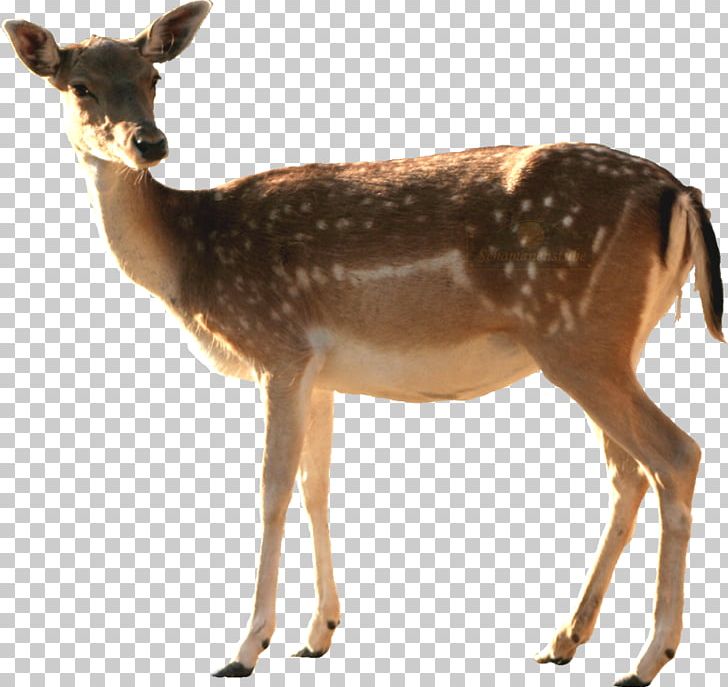 Roe Deer White-tailed Deer Rostock Zoo PNG, Clipart, Animal, Antelope, Antler, Deer, Elk Free PNG Download
