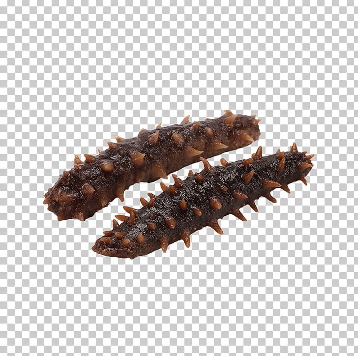 Featured image of post Sea Cucumber Clipart Find high quality cucumber clipart all png clipart images with transparent backgroud can be download for free