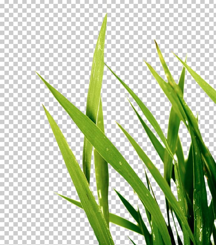 Sweet Grass Wheatgrass Plant Stem Commodity Leaf PNG, Clipart, Commodity, Grass, Grasses, Grass Family, Herbe Free PNG Download