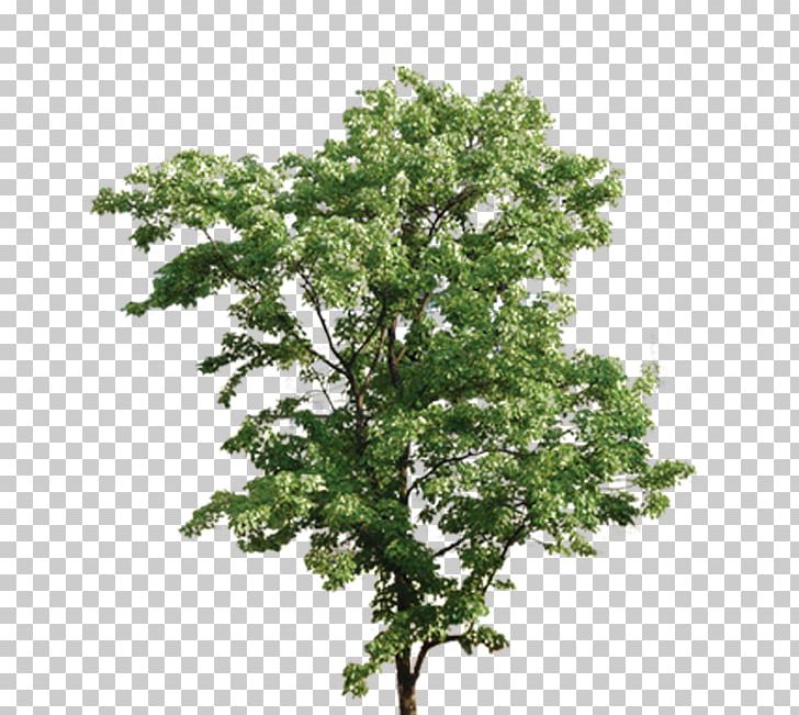 Tree Green Euclidean PNG, Clipart, Background Green, Branch, Christmas Tree, Creative, Data Free PNG Download