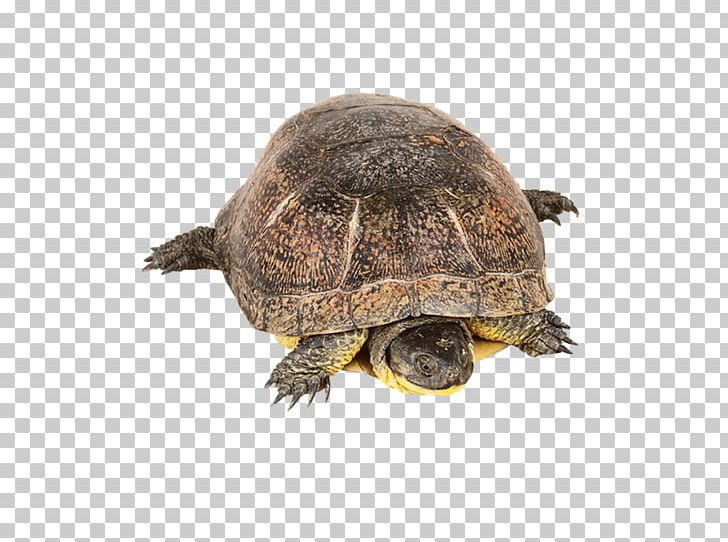 Box Turtles T-shirt Common Snapping Turtle Blanding's Turtle PNG, Clipart,  Free PNG Download
