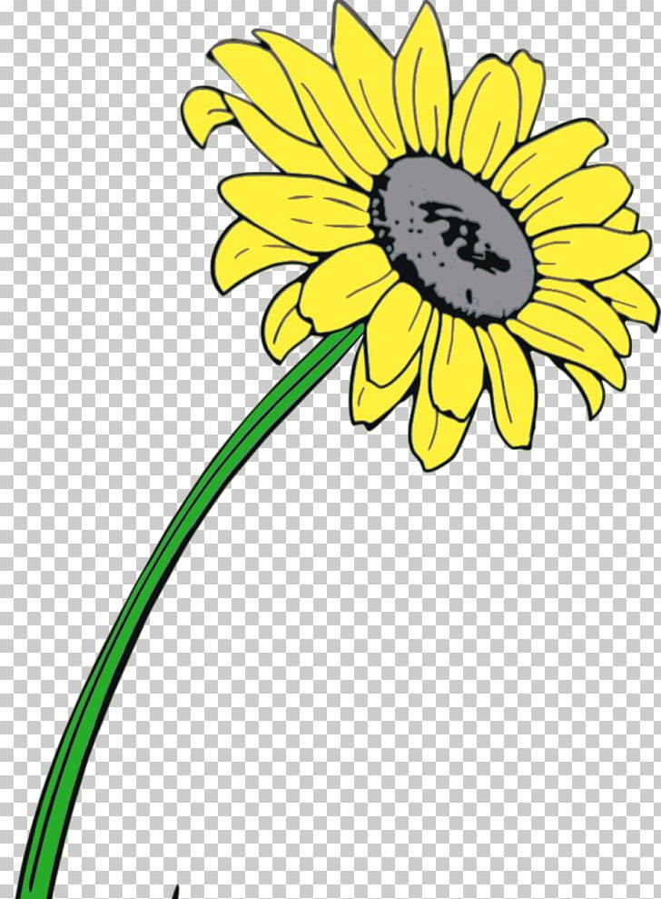 Common Daisy Common Sunflower Cut Flowers Transvaal Daisy Oxeye Daisy PNG, Clipart, Artwork, Black And White, Chrysanthemum, Chrysanths, Common Daisy Free PNG Download