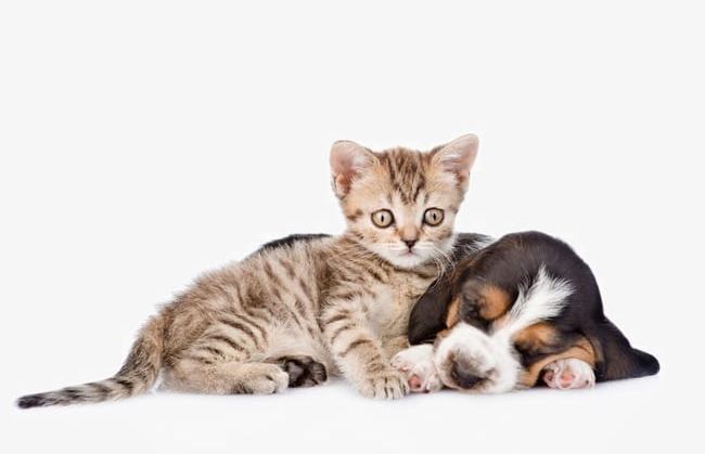 Cute Pet Cats And Dogs PNG, Clipart, Animal, Animal Pictures, Animals, Cats, Cats Animals Free PNG Download