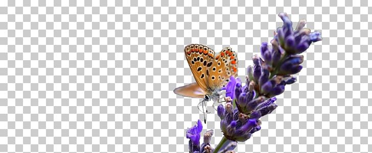 English Lavender French Lavender Insect PNG, Clipart, Animals, Butterfly, English Lavender, Flower, Flowering Plant Free PNG Download