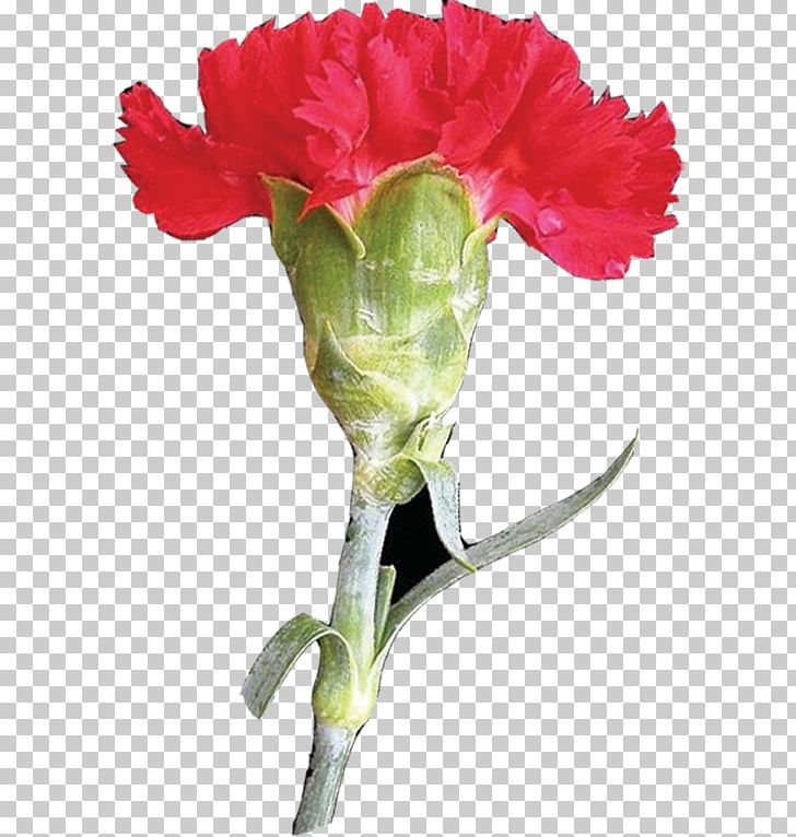 Garden Roses Carnation Mother's Day Flower PNG, Clipart, Bud, Carnation, Cut Flowers, Designer, Flower Free PNG Download