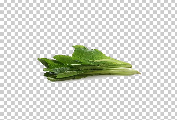 Leaf Vegetable Bok Choy Cabbage PNG, Clipart, Buckle, Chinese Cabbage, Download, Frame Free Vector, Free Download Free PNG Download