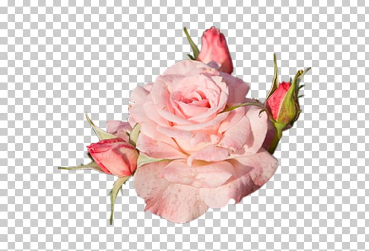 Pink Flowers Rose PNG, Clipart, Blue, Fleur, Floral Design, Floribunda, Floristry Free PNG Download