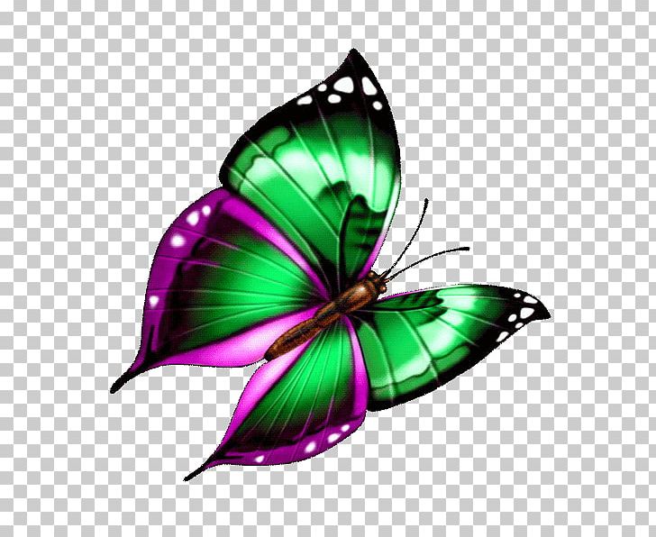 Butterfly Illustration PNG, Clipart, Arthropod, Brush Footed Butterfly, Butterflies, Butterfly Group, Cartoon Free PNG Download