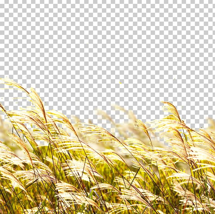 Poster Banner PNG, Clipart, Agriculture, Autumn, Avena, Barley, Cartoon Wheat Free PNG Download