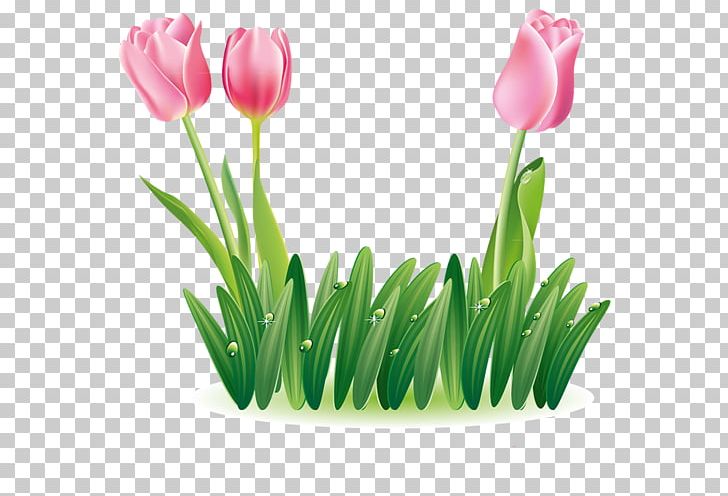 Tulip Portable Network Graphics JPEG Flower PNG, Clipart, Animation, Centerblog, Cut Flowers, Download, Flower Free PNG Download