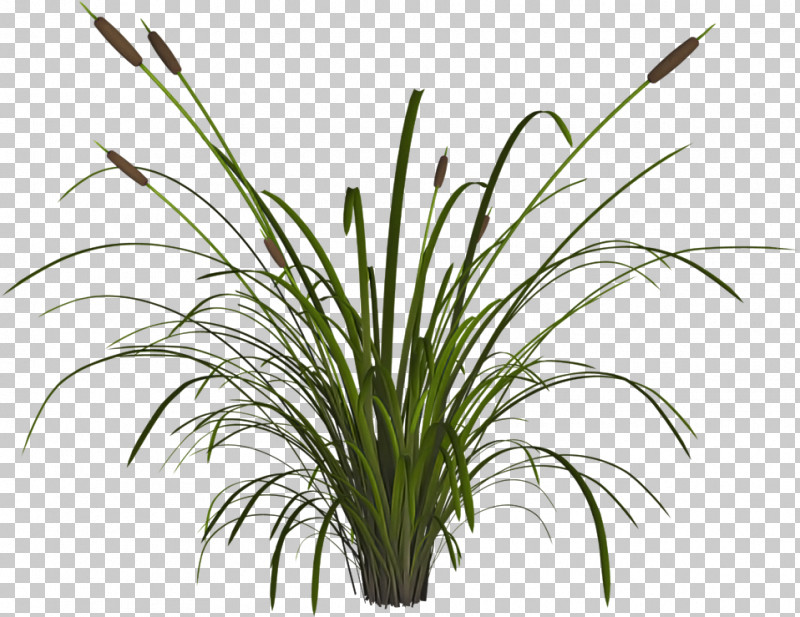 Grass Plant Flower Grass Family Houseplant PNG, Clipart, Chives, Flower, Grass, Grass Family, Herb Free PNG Download