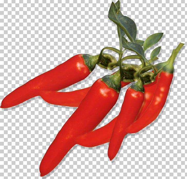 Capsicum Annuum Chili Pepper Fruit PNG, Clipart, Bell Pepper, Burning, Cayenne Pepper, Chili Peppers, Chili Sauce Free PNG Download
