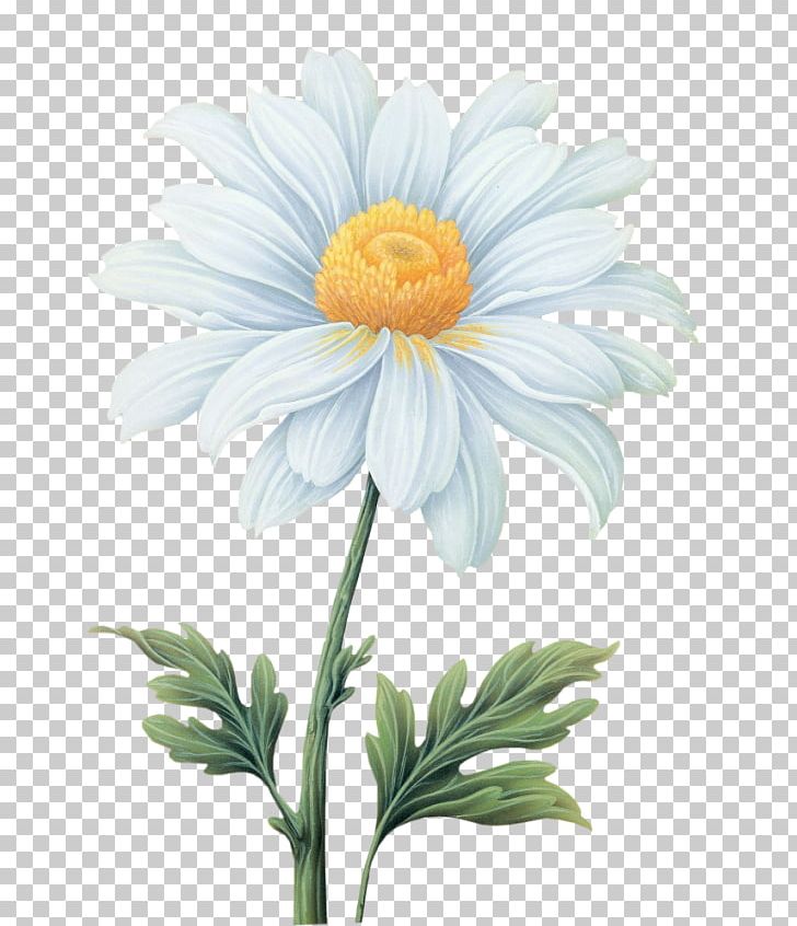 Common Daisy Flower Transvaal Daisy PNG, Clipart, Annual Plant, Art, Aster, Chamaemelum Nobile, Daisy Free PNG Download