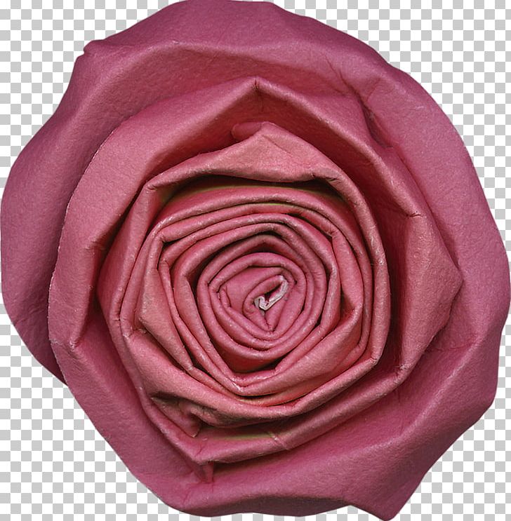 Garden Roses Cabbage Rose Cut Flowers Petal PNG, Clipart, Cut Flowers, Flower, Garden, Garden Roses, Magenta Free PNG Download