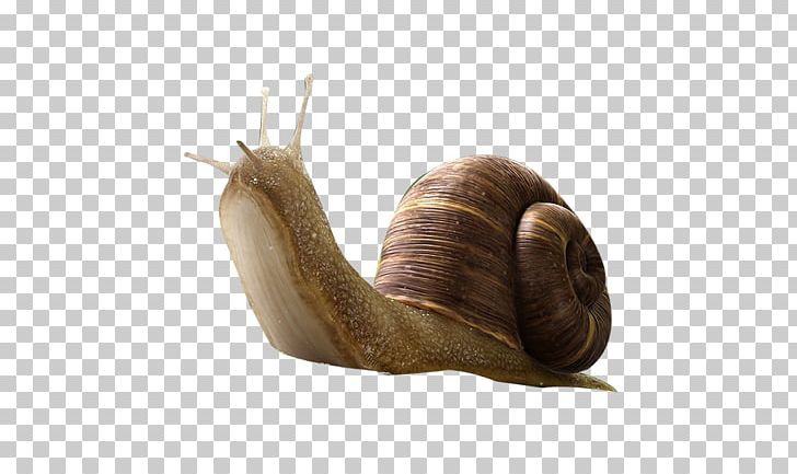Snail Insect Orthogastropoda PNG, Clipart, Animal, Animals, Cute, Cute Animal, Cute Animals Free PNG Download