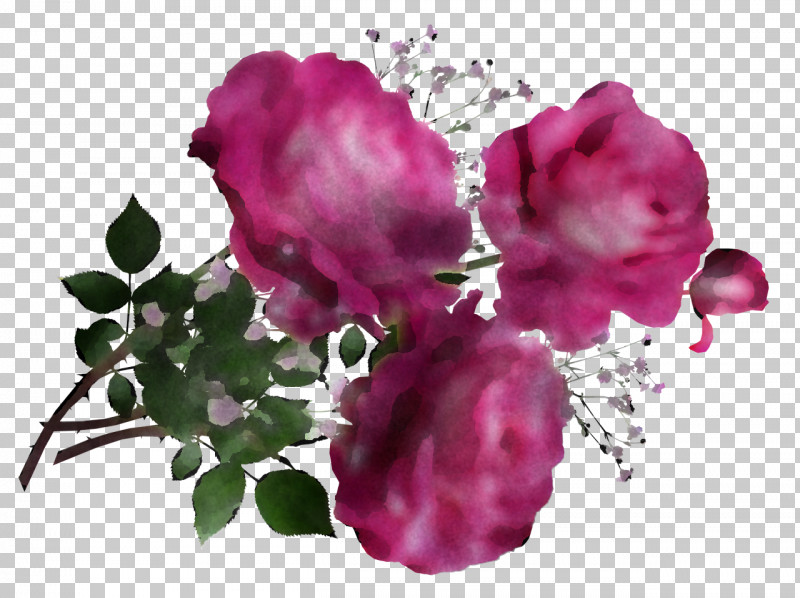 Garden Roses PNG, Clipart, Cabbage Rose, Carnation, Cut Flowers, Floral Design, Floribunda Free PNG Download