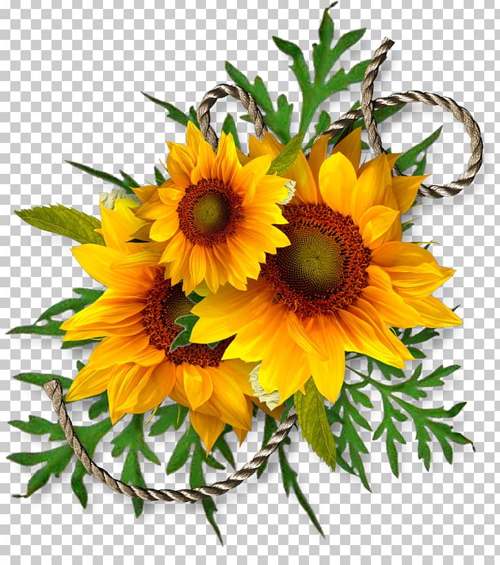 Common Sunflower Sunflower Seed PNG, Clipart, Annual Plant, Common, Cut Flowers, Daisy Family, Desktop Wallpaper Free PNG Download