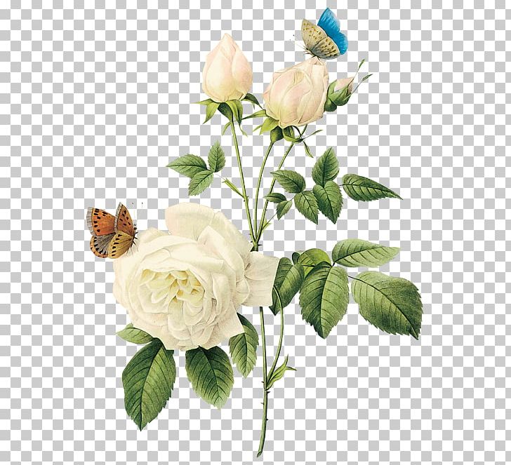 Rose Flower White PNG, Clipart, Black White, Clipping Path, Cut Flowers, Digital Image, Floral Design Free PNG Download