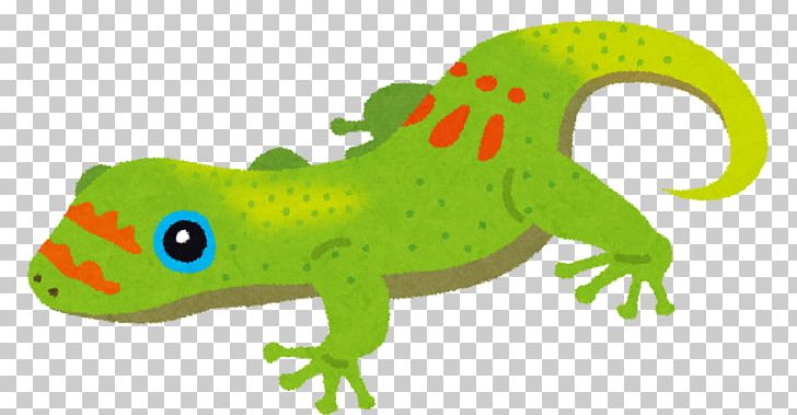 Salamandridae Japanese Fire Belly Newt Amphibians Reptile Lizard PNG, Clipart,  Free PNG Download