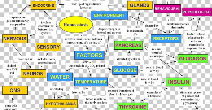 Homeostasis Human Body Biology Map Concept PNG, Clipart, Angle, Area, Biology, Brand, Cell Free PNG Download