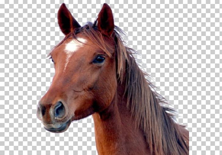 Horse Head Mask PNG, Clipart, Animals, Autocad Dxf, Bridle, Encapsulated Postscript, Equestrian Free PNG Download