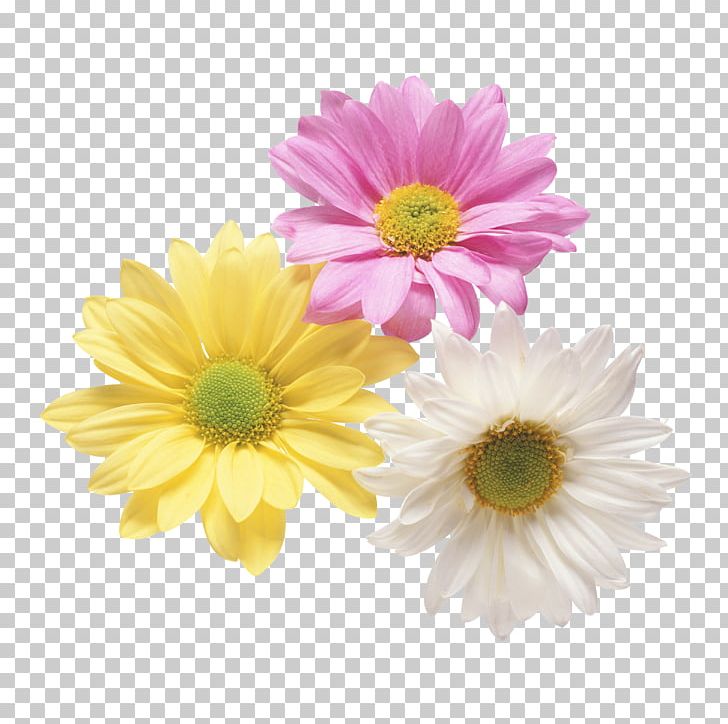 Flower PNG, Clipart, Annual Plant, Art, Aster, Chrysanths, Cut Flowers Free PNG Download