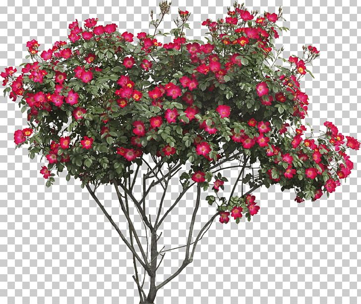 Flower Tree Shrub PNG, Clipart, Branch, Cut Flowers, Download, Drawing, Encapsulated Postscript Free PNG Download