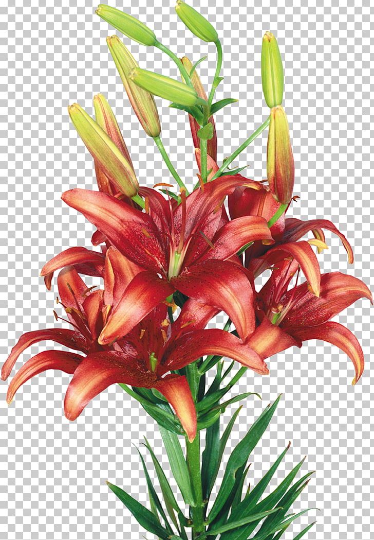 Lilium Flower PNG, Clipart, Animation, Cut Flowers, Daylily, Digital Image, Drawing Free PNG Download