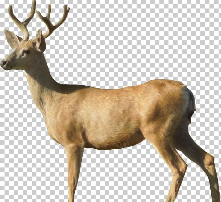 White-tailed Deer Moose Roe Deer PNG, Clipart, Animals, Antler, Capreolinae, Chital, Deer Free PNG Download