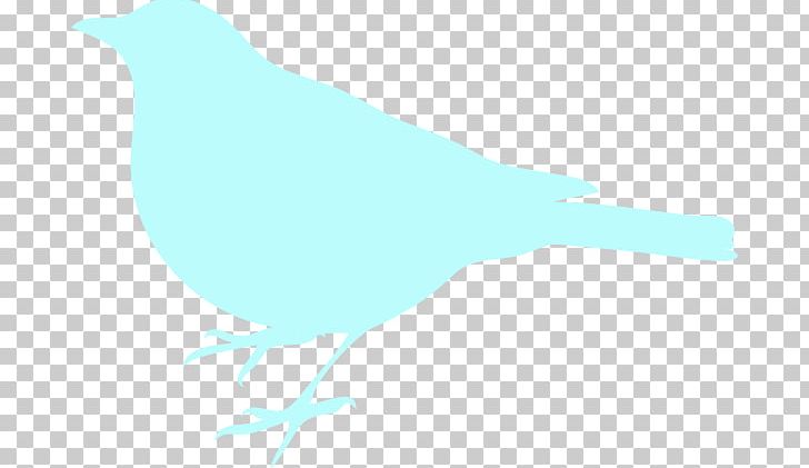 Bird Gulls Penguin PNG, Clipart, Beak, Bird, Computer Icons, Download, Fauna Free PNG Download