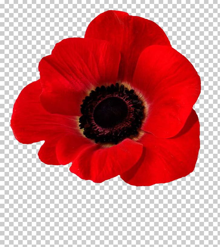 Blood Swept Lands And Seas Of Red Common Poppy Opium Poppy In Flanders Fields PNG, Clipart, Anemone, Armistice Day, Blood Swept Lands And Seas Of Red, California Poppy, Common Poppy Free PNG Download