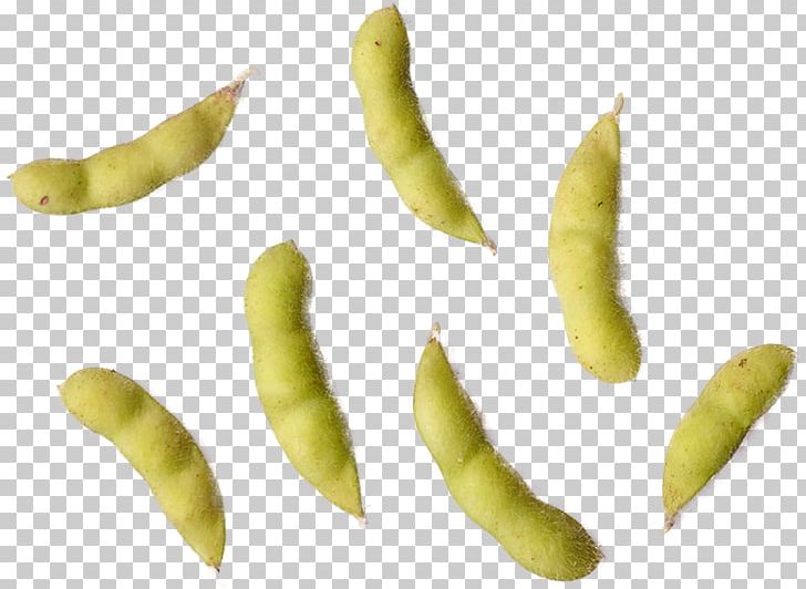 Broad Bean Fruit PNG, Clipart, Broad Bean, Commodity, Edamame, Food, Fruit Free PNG Download
