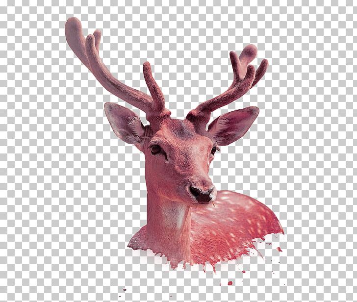 Sika Deer Antler PNG, Clipart, Animals, Antler, Atmosphere, Christmas Deer, Deer Free PNG Download