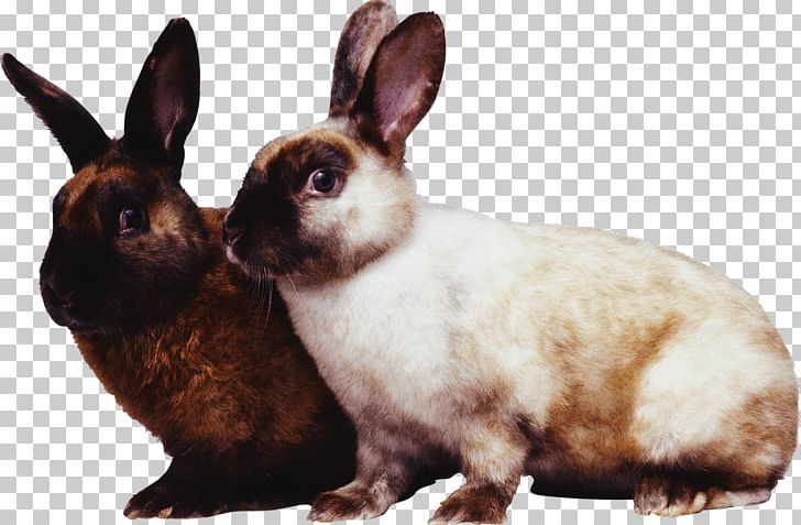 Vocabulary Builder Bee Hare Rabbit PNG, Clipart, Animal, Animals, Bee, Domestic Rabbit, Fauna Free PNG Download