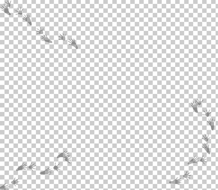 Wildlife Services Trapping Raccoon Columbidae Domestic Pigeon PNG, Clipart, Animal, Animals, Animal Track, Atlantic, Black And White Free PNG Download
